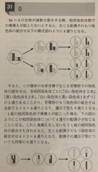 2n 4の生物の減数分裂についての解説で疑問があります Yahoo 知恵袋