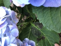 紫陽花の葉に写真のような黒い部分と 茎に黒い斑点があるのです Yahoo 知恵袋