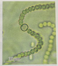 シアノバクテリアの この丸いやつは 1つ1つが細胞なのですか また 真 Yahoo 知恵袋
