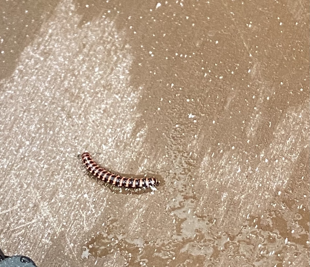 この虫はなんですか ヒメマルカツオブシムシです 幼虫がウール Yahoo 知恵袋