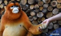 この猿の名前なんて言いますか キンシコウです 孫悟空のモデルにな Yahoo 知恵袋