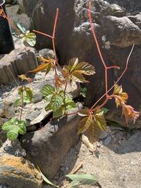 この植物の名前を教えてください ヤブガラシですね厄介な Yahoo 知恵袋