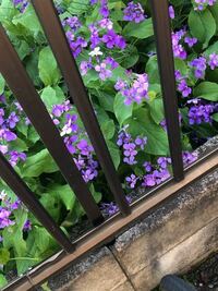 庭のキングサリ 金鎖 の花が 去年は見事な花が咲きましたが 今年は Yahoo 知恵袋