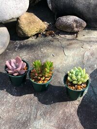 この多肉植物の名前 左から順に教えてください 左から デビー 虹 Yahoo 知恵袋