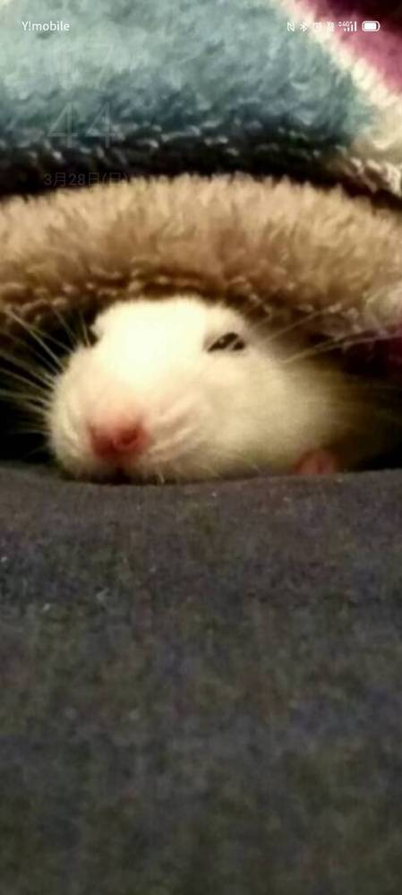 うちのうさぎが走り回る時常にぷぅぷぅ言ってるんですがこれが普通なんでしょうか Yahoo 知恵袋