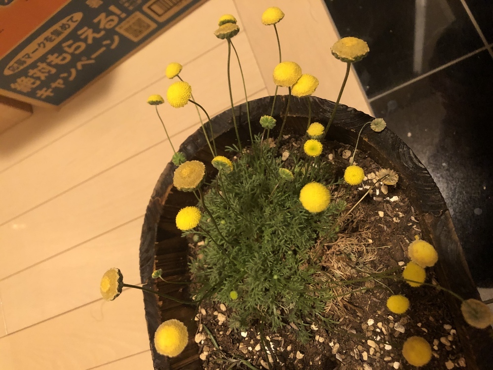 コツラ花ほたるがジワジワ枯れます 思い当たるのは晴天の日にた Yahoo 知恵袋