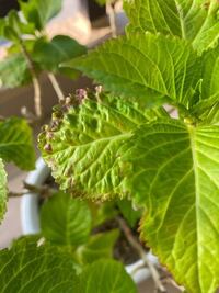 あじさいの葉が写真のように茶色くなってきました 母からもらってきたら急変した感 Yahoo 知恵袋