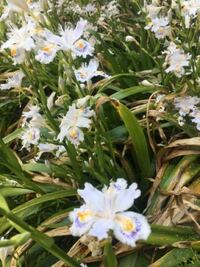 この花はなんでしょうか シャガというアヤメ科の植物です Yahoo 知恵袋