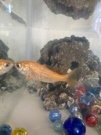 写真のこの魚 お祭りの金魚すくいで貰った金魚で約10年くらい生きている Yahoo 知恵袋