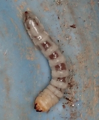 クワガタの幼虫ですか 違います タマムシやカミキリムシ類の幼虫で Yahoo 知恵袋