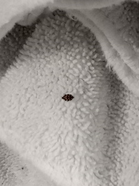 この虫 なんと言う虫ですか 畳んだ洗濯物のタオルに付いてま Yahoo 知恵袋
