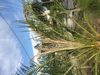 フェニックスロベレニーの地植えのしかたをおしえてください フェニッ Yahoo 知恵袋