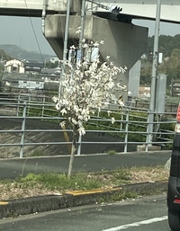 この木はなんという名前の木ですか 白い花がついていて 3月の Yahoo 知恵袋