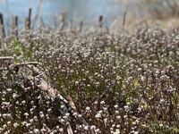 春に見るこの小さい白い花が咲く植物の名前はなんでしょうか Yahoo 知恵袋