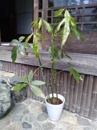 パキラがこんな感じに元気がなくなりました鉢は陶器製ですが 少し小さいか Yahoo 知恵袋