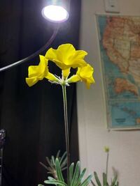 パキポディウムの花は何月くらいに落ちて伸びた枝みたいなものは Yahoo 知恵袋