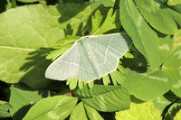 昨日 北九州市で見た清楚な感じの蛾です 名前を知りたいので ご存じの方 Yahoo 知恵袋