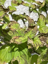 去年７月に庭に植えたヤマボウシが全ての葉っぱが先っぽあたりが茶色く枯れてきて Yahoo 知恵袋