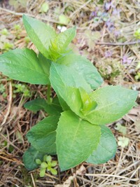 桔梗の花が終わった後 ずっと茎は枯れたまま残っているのですが 根元からハ Yahoo 知恵袋