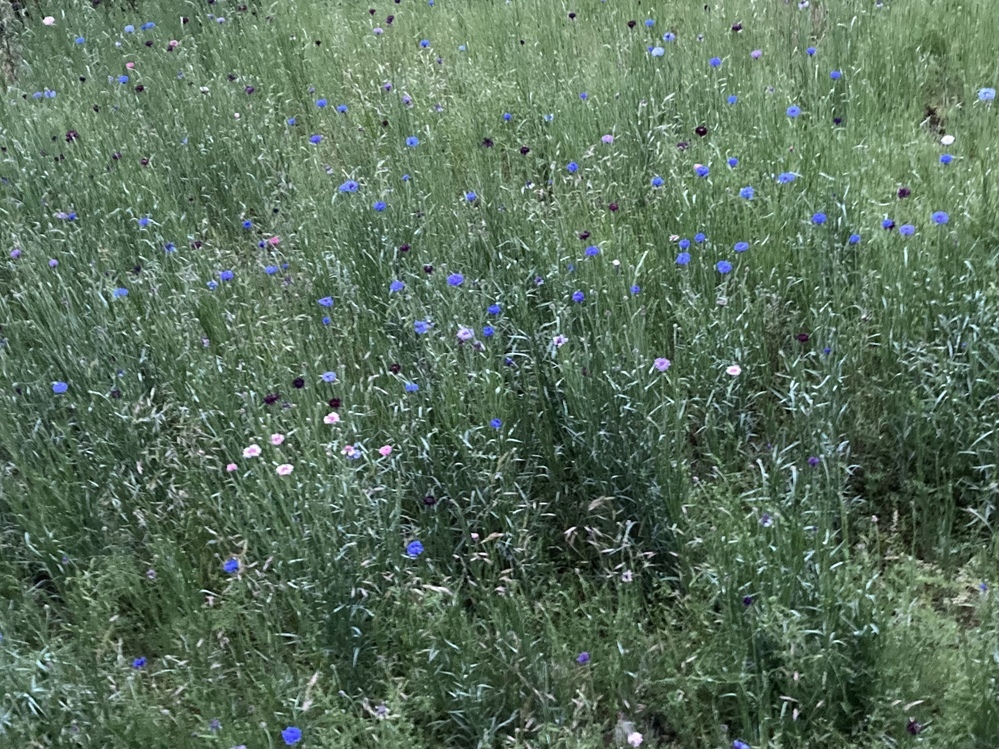 画像のような矢車草のお花畑を作るにはタネを撒くのでしょうか 苗をたくさ Yahoo 知恵袋