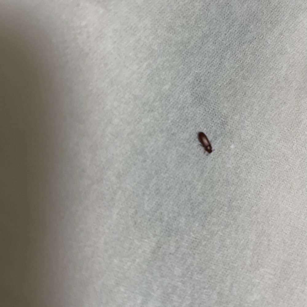 ダンゴムシの大量の死骸 私はアパートの１階に住んでおりベランダはコンク Yahoo 知恵袋