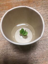 神戸付近でメダカが捕れる場所を教えて下さい 子どもを連れて自然のメダカや Yahoo 知恵袋