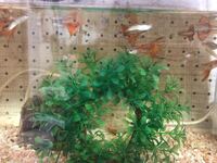 グッピーについての質問です先ほどグッピーをみるとグッピーの尻尾 Yahoo 知恵袋