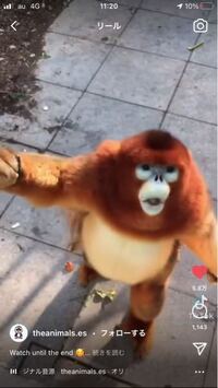これはなんていう猿ですか キンシコウ イボハナザル シ Yahoo 知恵袋