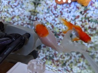 いつもいつもアドバイスを頂きありがとうございます 今回は丹頂の金魚につ Yahoo 知恵袋