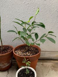 ガジュマルは幹を埋めた方が気根がいっぱい生えてくるという事を聞いたことがある Yahoo 知恵袋