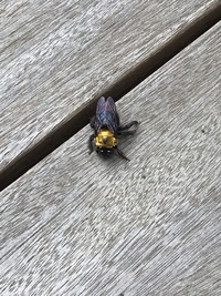 このような虫が家の周り 特にウッドデッキの下などに大量発生してい Yahoo 知恵袋