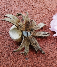 昨秋に飛来していたのでしょうが 羽子板の羽根のようなこの実は何の木の実 Yahoo 知恵袋