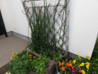この竹みたいな植物の名前教えて下さい また 動物が食べ Yahoo 知恵袋
