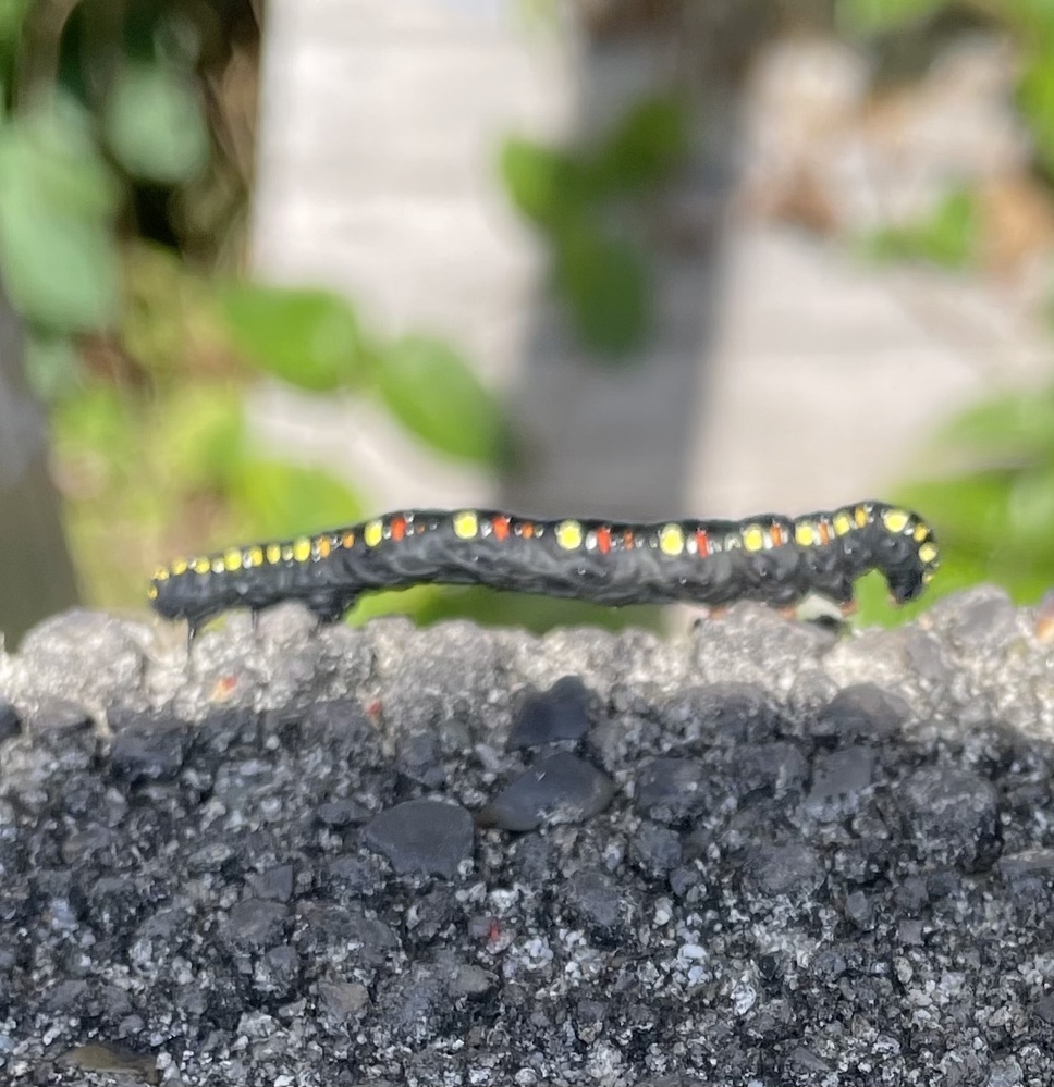 イモムシは昆虫ではないのですか イモムシは昆虫の幼虫なので Yahoo 知恵袋