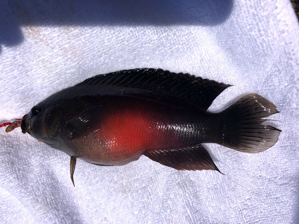 沖縄の波止でテトラ穴釣りをしていたら こんな魚が釣れました 沖縄のお魚 Yahoo 知恵袋