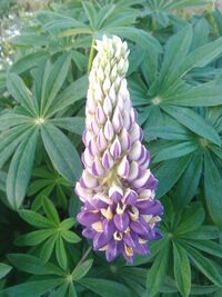 変な花を見ました 名前を教えてください Yahoo 知恵袋