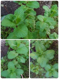 ペパーミントとスペアミントの違いはわかるのですが 購入した苗が Yahoo 知恵袋