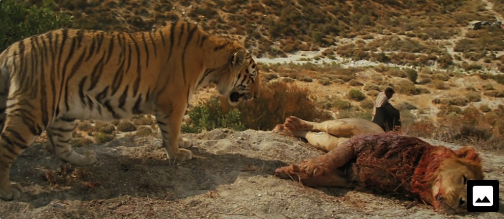 ライオンvsトラ に関するq A Yahoo 知恵袋