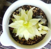 このハオルチアですが 今直径7センチくらいなんですが これ以上は大きく Yahoo 知恵袋