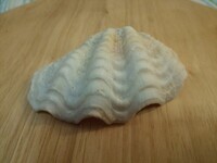 沖縄の瀬底島の海岸で この貝殻を拾いました 何の種類かを教え Yahoo 知恵袋