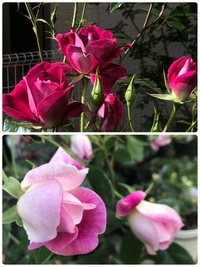 先月バーガンディアイスバーグの大苗を買いました 蕾がたくさんついて Yahoo 知恵袋