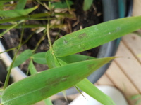 この黒いのは何ですか うちの竹がこんな感じに黒くなり始めてし Yahoo 知恵袋