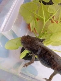 ウーパールーパーがここ1ヶ月くらいまともに餌を食べてくれません Yahoo 知恵袋