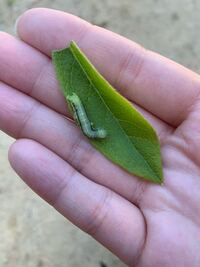 この幼虫は何の幼虫かわかりますか ツツジの葉っぱにいた Yahoo 知恵袋