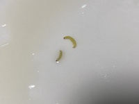 ブロッコリーを茹でたら こんな虫がいました この虫は何でしょうか 一つ Yahoo 知恵袋