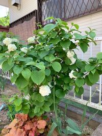 オオデマリの花が一つもつかないのですが 原因が分かる方教えて下さい 地植えで半 Yahoo 知恵袋