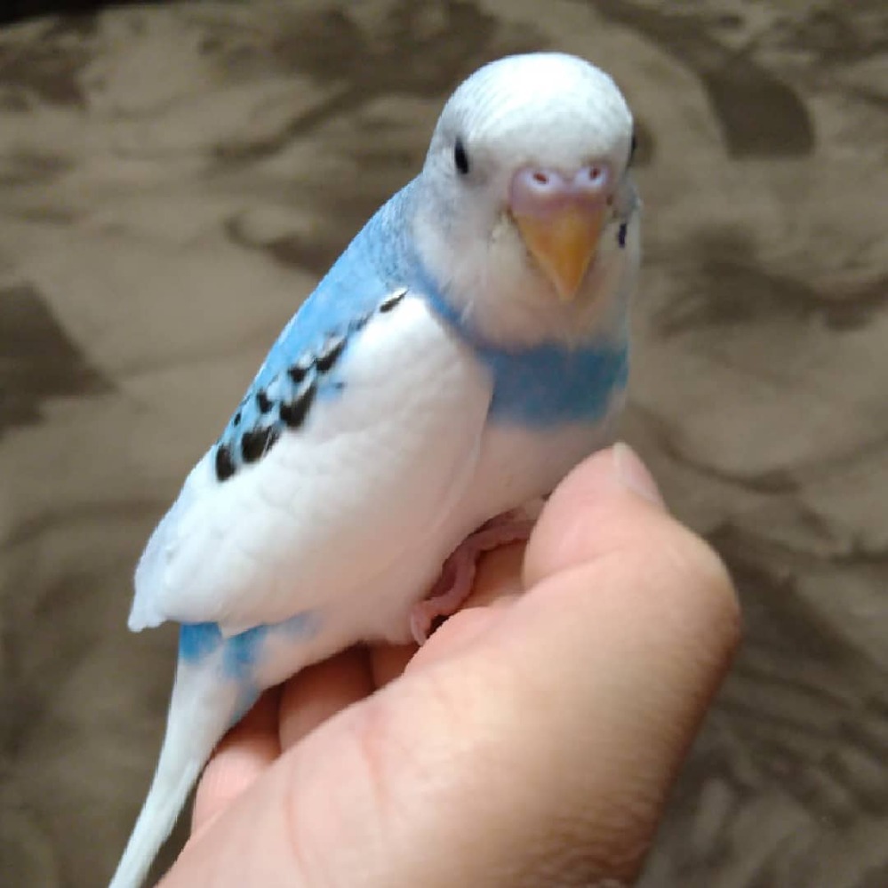 シロハラ インコ 鳴き声