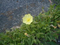 雑草だと思いますが すぐ脇には赤花夕化粧も咲いていて いつもの癖で写真 Yahoo 知恵袋