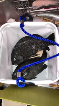 この魚は何ていう魚でしょうか 分かる方教えて下さい メジナ グレ Yahoo 知恵袋