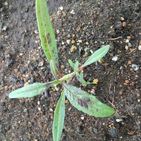 これって何の植物でしょうか プランターから生えてきました 過去に野菜を Yahoo 知恵袋